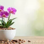 Najlepsza ziemia do storczyków: Podłoże, nawożenie i zdrowie roślin